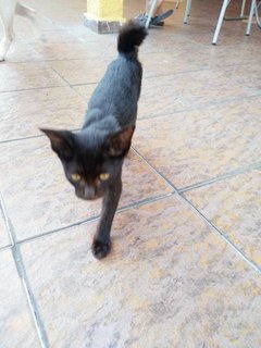 Midnight  - Domestic Short Hair Cat