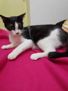 Rina - Spayed And Vaccinated Free - Domestic Short Hair Cat