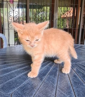 Milk Tea - Domestic Short Hair Cat