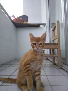 Queen - Domestic Short Hair Cat