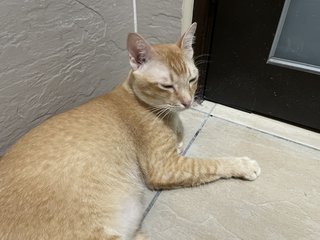 Pumpkin - Domestic Medium Hair Cat