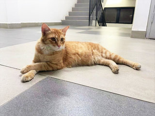 Cute Orange - Domestic Long Hair + Domestic Medium Hair Cat