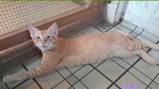 Handsome Robert Redford  - Domestic Short Hair Cat