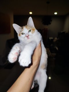 Mozo And Zozo - Domestic Short Hair + Calico Cat