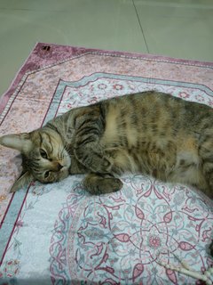 Rara - Tabby + Domestic Medium Hair Cat