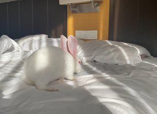 Ruby - New Zealand Rabbit