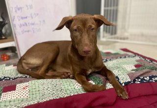 Bel The Chocolate Dog! - Mixed Breed Dog