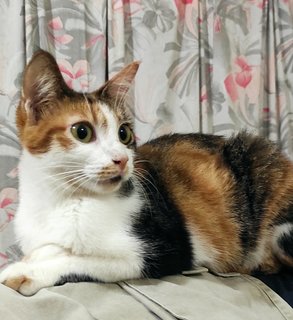 Twiggy  - Calico Cat