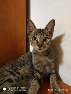 Greysie - Domestic Short Hair Cat