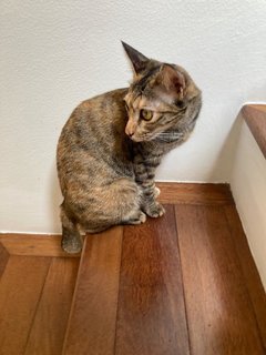 Joy - Domestic Short Hair Cat