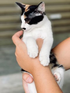 Mei Mei - Domestic Medium Hair Cat