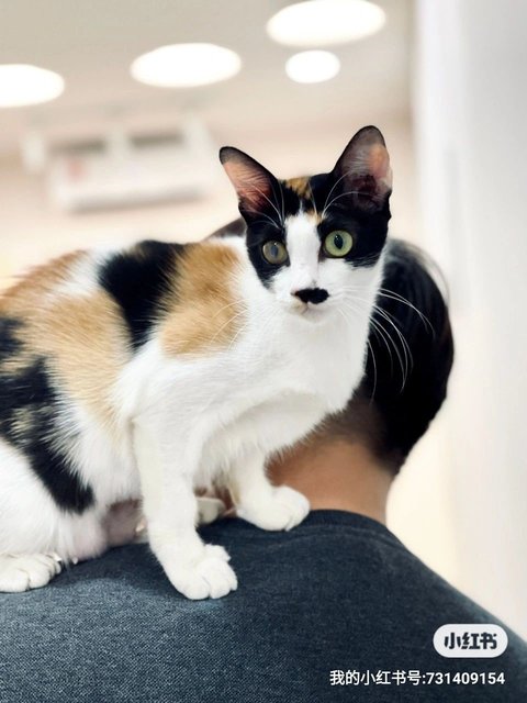 Mei Mei - Domestic Medium Hair Cat