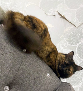 Mia - Domestic Medium Hair Cat