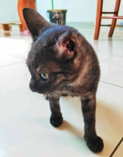 ⭐black Beauty 🍫 - Domestic Short Hair Cat
