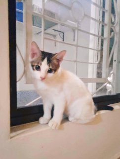 🍦milkie &amp; Susu🍬 - Domestic Short Hair Cat