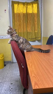 Bella - Munchkin + Bengal Cat