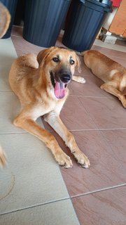 Bodhi - Mixed Breed Dog