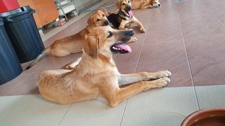 Bodhi - Mixed Breed Dog