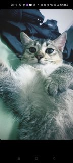 Andika - British Shorthair + Domestic Short Hair Cat