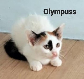 Olympuss  - Domestic Short Hair Cat