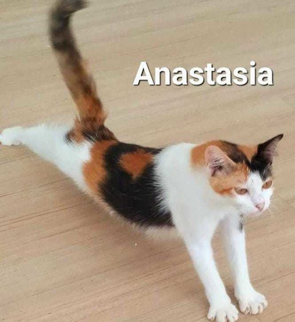 Anastasia  - Domestic Short Hair Cat
