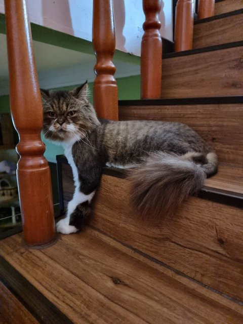 Milo - Persian Cat