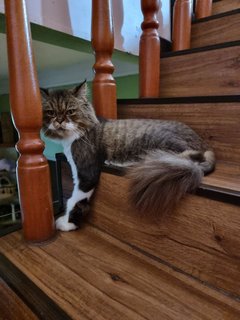 Milo - Persian Cat