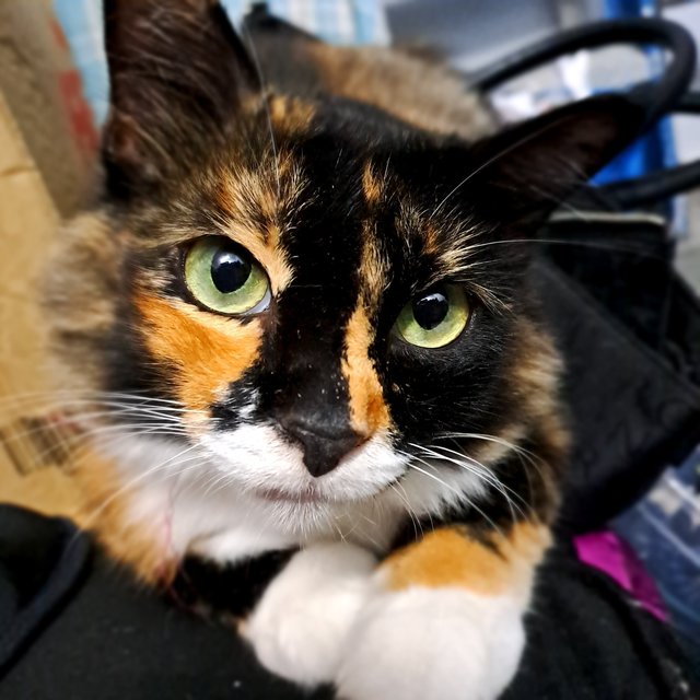Kelly - Domestic Medium Hair Cat