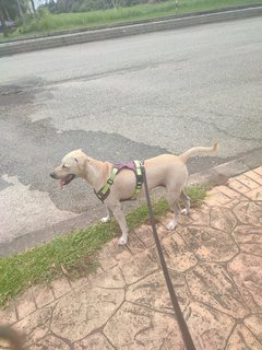 Gingerb - Labrador Retriever Mix Dog