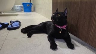 Blackie - American Curl + Domestic Short Hair Cat