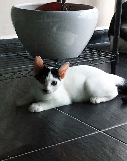 Oreo  - Domestic Short Hair Cat