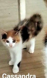 Domestic Medium Hair Kitten Cassandra - Domestic Medium Hair Cat