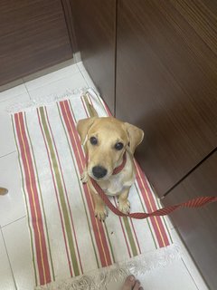 Max  - Shiba Inu + Labrador Retriever Dog