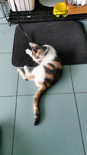 Hua Hua - Domestic Short Hair Cat