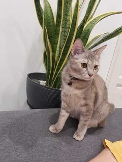 Taichi &amp; Fluffy - Domestic Short Hair Cat