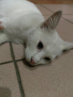 Ms White - Siamese Cat