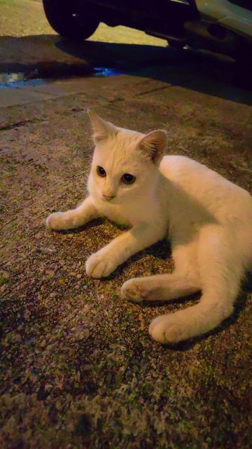 Ms White - Siamese Cat