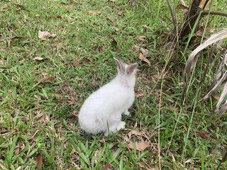 Rabbit - Vienna White Rabbit