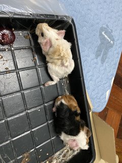 Theodore, Oreo, Romeo &amp; Juliet - Guinea Pig Small & Furry