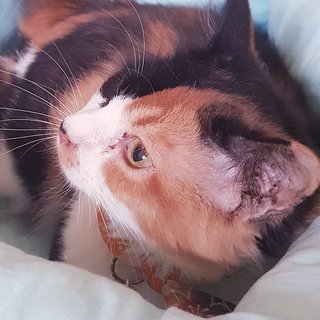 Gentle Lady Monifa  - Calico Cat