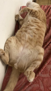 Kiki - Tabby + Domestic Short Hair Cat