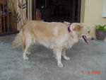 Goldee - Golden Retriever Dog