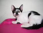 Patches - Domestic Short Hair Cat