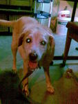 Mandy :) - Labrador Retriever Dog