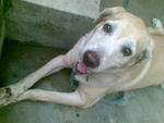 Mandy :) - Labrador Retriever Dog
