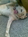 Mandy :) - Labrador Retriever Dog