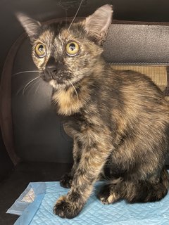 Pheobe ( The Lovable One ) - Domestic Short Hair Cat