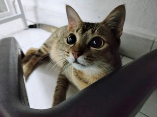 Binxy - Domestic Medium Hair + British Shorthair Cat