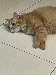 Blu - Tabby Cat