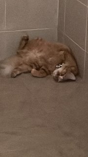 Blu - Tabby Cat